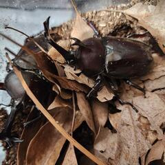 カブトムシ 孵化の画像