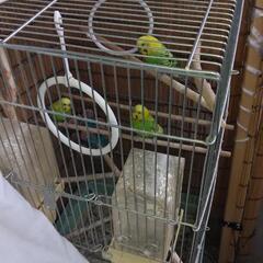 セキセイインコ　3羽　性別不明