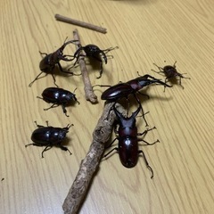 クワガタ　オスたちの画像