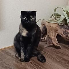 【迷い猫】探してます！…ご迷惑おかけしました!無事帰ってきました...