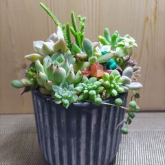 ★多肉植物寄せ植え 134★