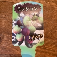 オリーブ　ミッションの画像