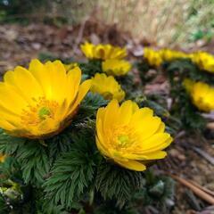 植物・花・野草について話せる友達がほしい！