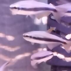 熱帯魚