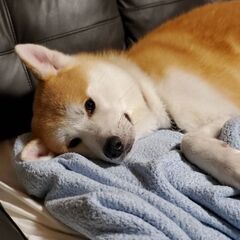 秋田犬