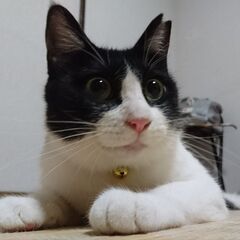 【里親急募】小柄な女の子　まん丸お目目　人が大好き