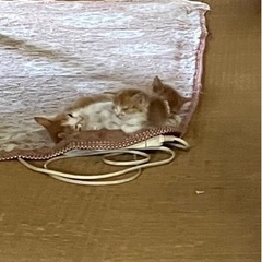 ねこ 茶白 白黒
