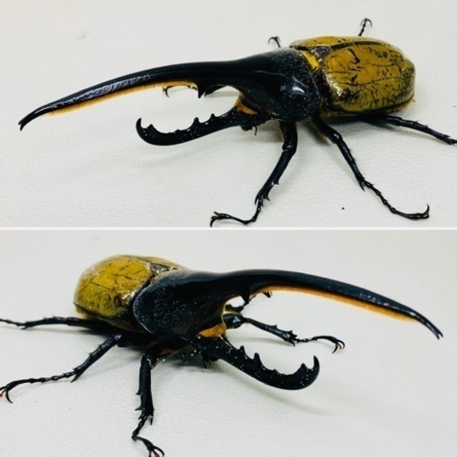 【売約済】ヘラクレスオオカブト 140.7㍉