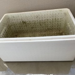 発泡箱(メダカ・グッピー飼育)