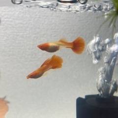 熱帯魚 RREA丹頂レッドテール 