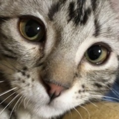 ⭐️千葉県・千葉県寄りのメンタルグルメンバー募集⭐️ - 友達