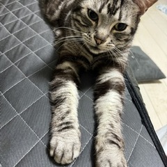 ※関東のメンタルグルメンバー募集※ − 千葉県
