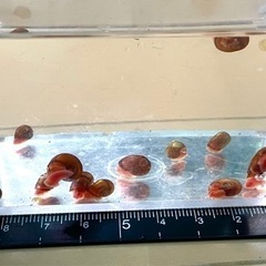 レッドラムズホーン　7匹　300円　体長約5〜10mmの画像