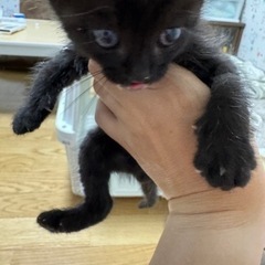 一旦募集は中止にします。