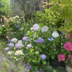 お庭や畑の草むしりします！