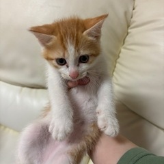 【里親決まりました】