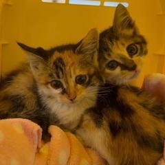 美人3姉妹の三毛猫ちゃん☆