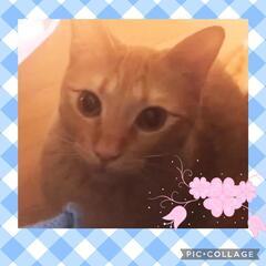 【緊急】茶トラくん★穏やかな性格