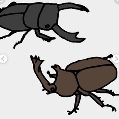 【お助けください】クワガタ、カブトに詳しい方