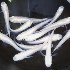 めだか 史上初！奏雪スノーホワイト 稚魚 1匹 100円の画像