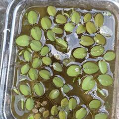 オオサンショウモ。水草．メダカの画像