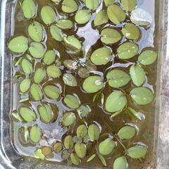 オオサンショウモ。水草．メダカの画像