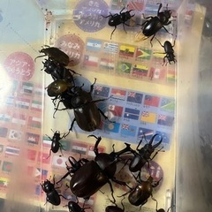 クワガタ カブトムシ