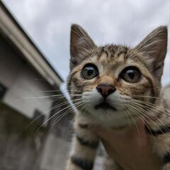 子猫