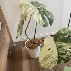 生活雑貨 家庭用品 ガーデニング　観葉植物