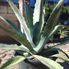 アガベ　アメリカーナのカキコ(小かぶ)の画像