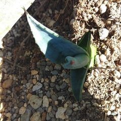 アガベ　アメリカーナのカキコ(小かぶ)の画像