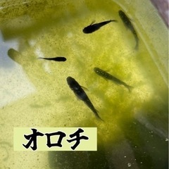 オロチメダカの針子 20匹
の画像