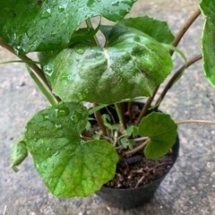 ツワブキ苗　　　
