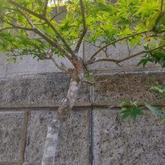 鉢植え★盆栽★紅葉★モミジの画像