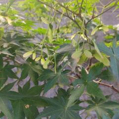 鉢植え★盆栽★紅葉★モミジの画像