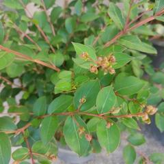 鉢植え★盆栽★百日紅★サルスベリ★樹齢：約15年 ★高さ：約30cm～60cmの画像