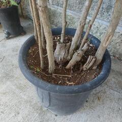 鉢植え★盆栽★赤南天③★80cm★寄植えの画像