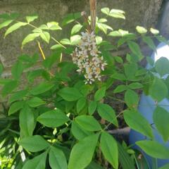 鉢植え★盆栽★赤南天①★140cmの画像
