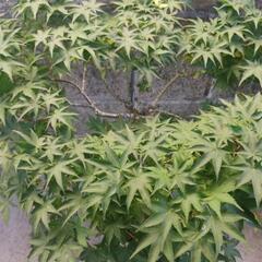 鉢植え★盆栽★紅葉★モミジの画像