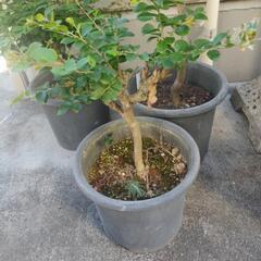 鉢植え★盆栽★百日紅★サルスベリ★樹齢：約15年 ★高さ：約30cm～60cmの画像