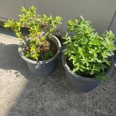 鉢植え★ツツジ★2鉢1500円