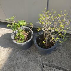鉢植え★ツツジ★2鉢1500円の画像