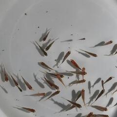 金魚、朱文金100匹セットの画像
