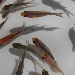 金魚、朱文金100匹セットの画像