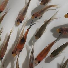 金魚、朱文金100匹セットの画像