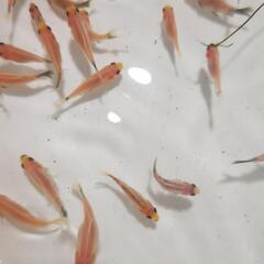 金魚、朱文金100匹セットの画像