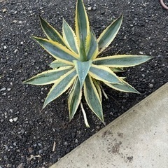 アガベ　
