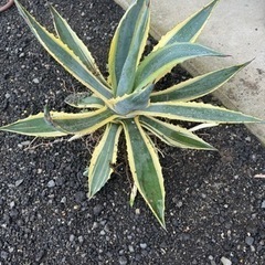 アガベ　の画像
