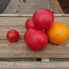 ＃大玉トマト🍅