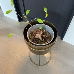 【観葉植物】ガジュマル＆植木鉢の画像